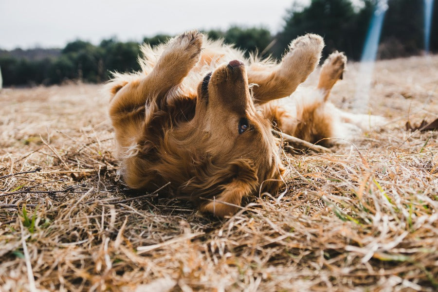 Itchy Skin: Common Causes and How to Address Them