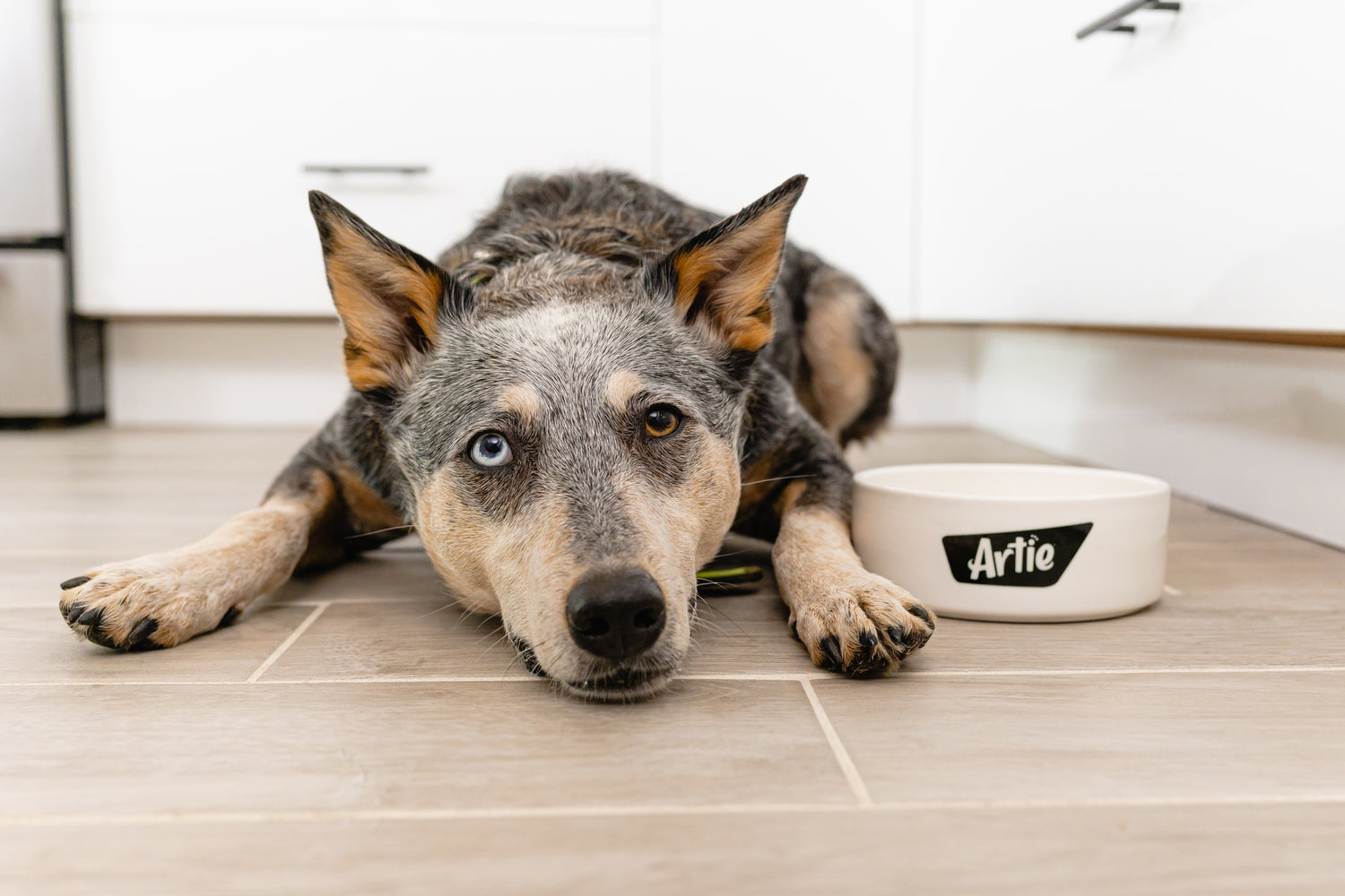 A mixed breed dog with one blue eye and one brown eye lying down on a tiled kitchen floor,  looking directly at the camera, with a white dog bowl with the 'Artie' logo