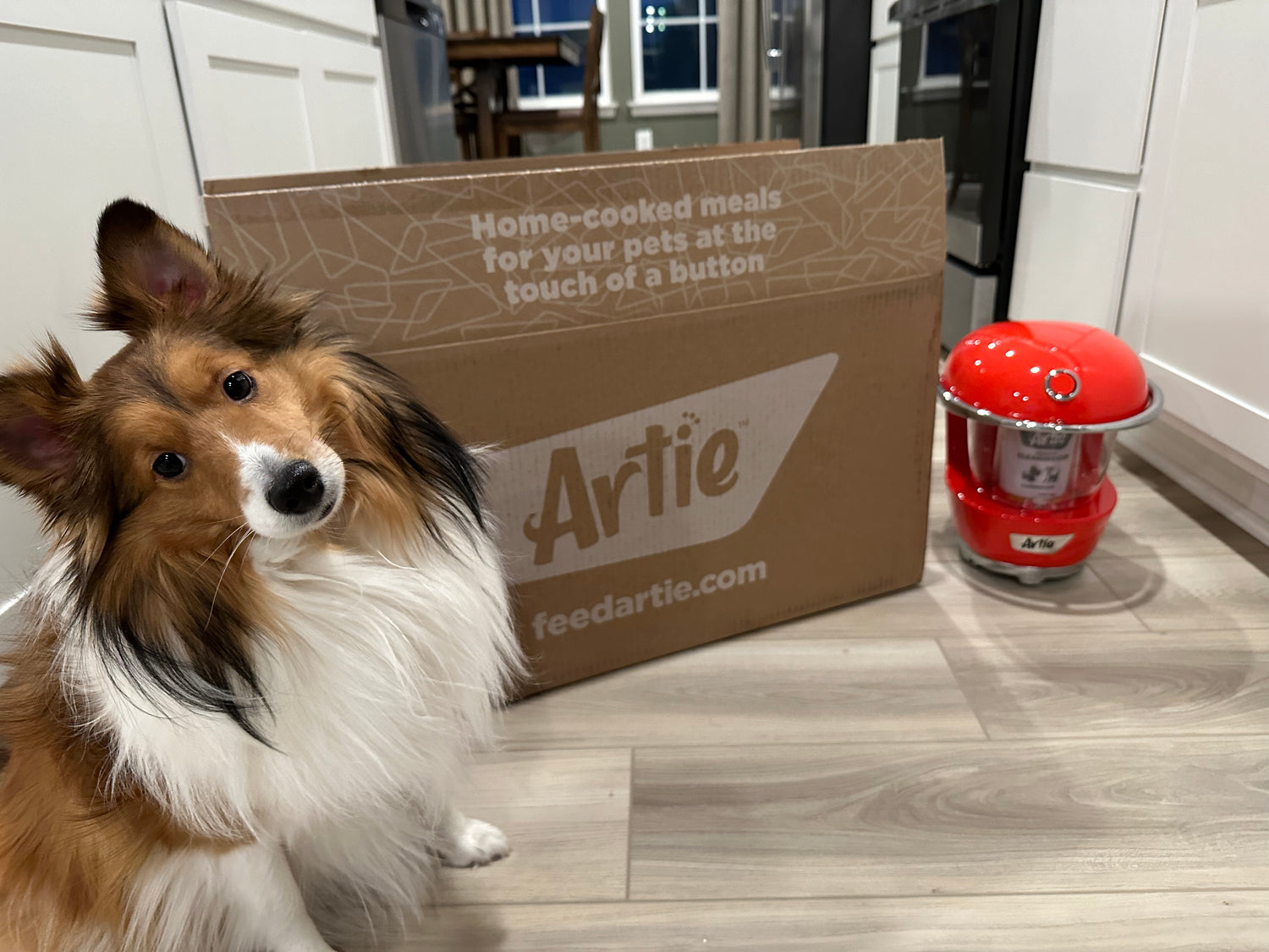 A dog sits near a box of Artie home-cooked meals for dogs.