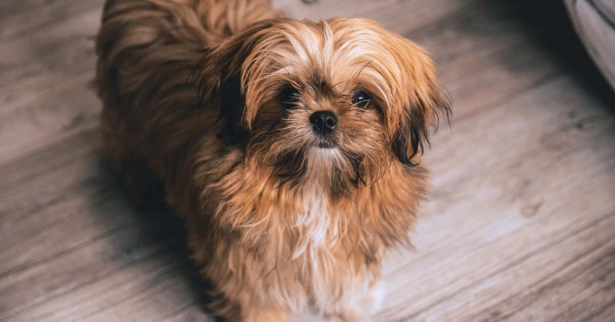 How Do I Feed My Picky Pup?