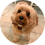 A small, curly-haired dog with a patterned bow tie, standing on a tiled floor and looking up at the camera.