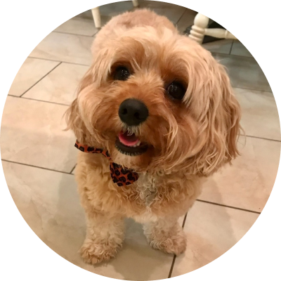 A small, curly-haired dog with a patterned bow tie, standing on a tiled floor and looking up at the camera.