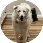 A white dog standing on a wooden floor, looking directly at the camera with a happy expression.