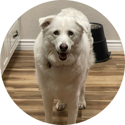 A white dog standing on a wooden floor, looking directly at the camera with a happy expression.