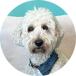 A curly-haired dog wearing a blue bandana, sitting on a light-colored couch and looking at the camera.