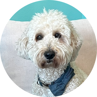 A curly-haired dog wearing a blue bandana, sitting on a light-colored couch and looking at the camera.