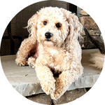 A fluffy light-colored dog lying on a stone fireplace, looking at the camera.