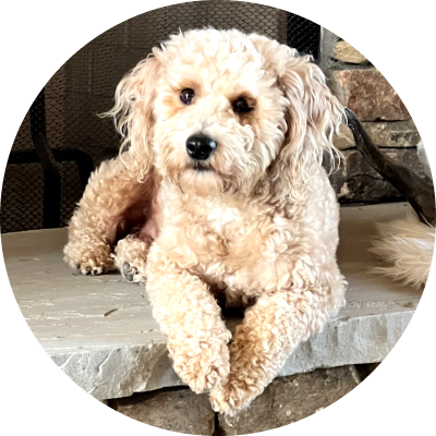 A fluffy light-colored dog lying on a stone fireplace, looking at the camera.